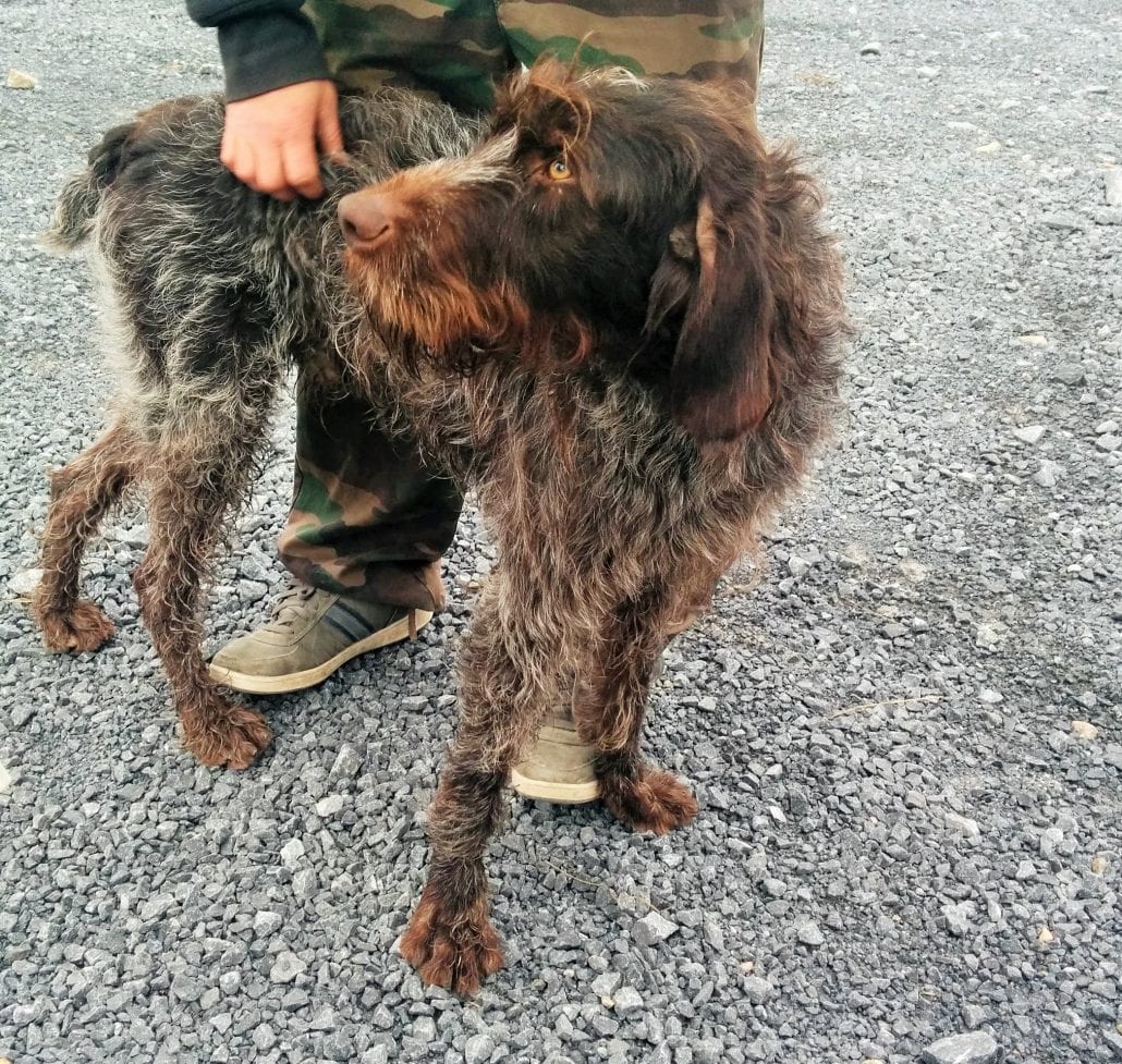 Bubby &#8211; Sniffer Dogs Ireland, Eire Ecology