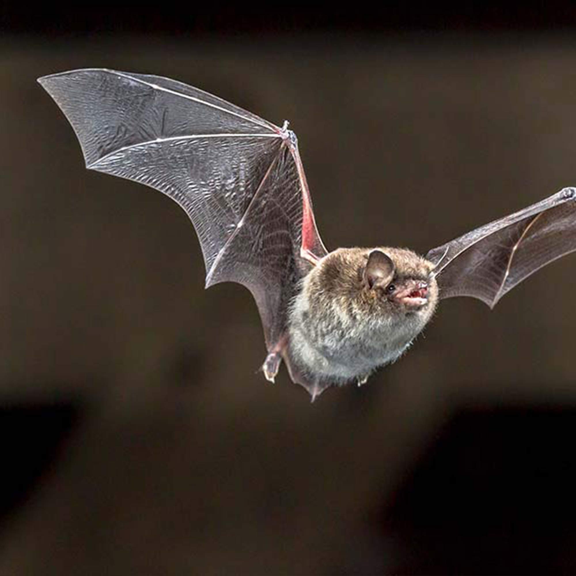 Bat Surveys, Eire Ecology