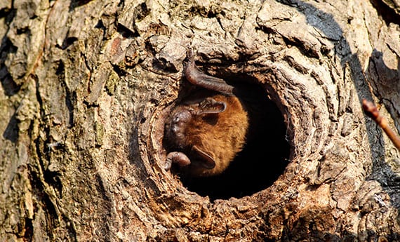 Bat Surveys of trees for bat roost potential, Eire Ecology