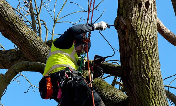 Bat Surveys of trees for bat roost potential, Eire Ecology