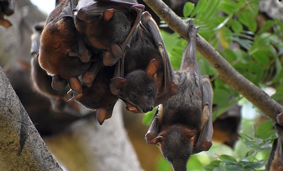 Bat Surveys of trees for bat roost potential, Eire Ecology