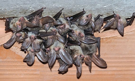 Bat Surveys of trees for bat roost potential, Eire Ecology