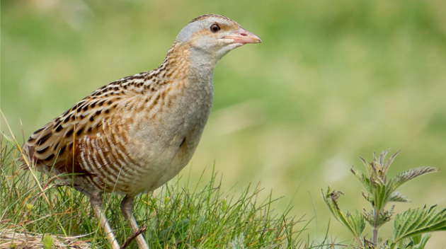 Bird Surveys ireland, Eire Ecology