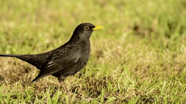 Bird Surveys ireland, Eire Ecology