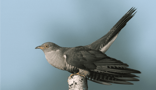 Bird Surveys ireland, Eire Ecology