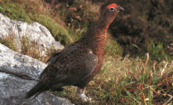 Bird Surveys ireland, Eire Ecology