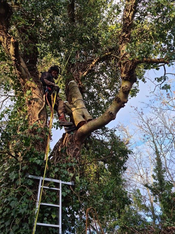 Bat Tree Roost Translocation. February 2021, Eire Ecology