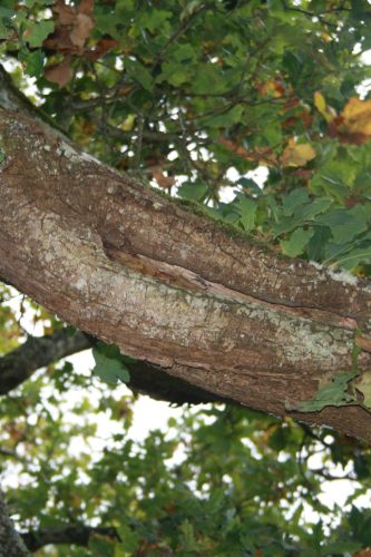 Bat Surveys of trees for bat roost potential, Eire Ecology
